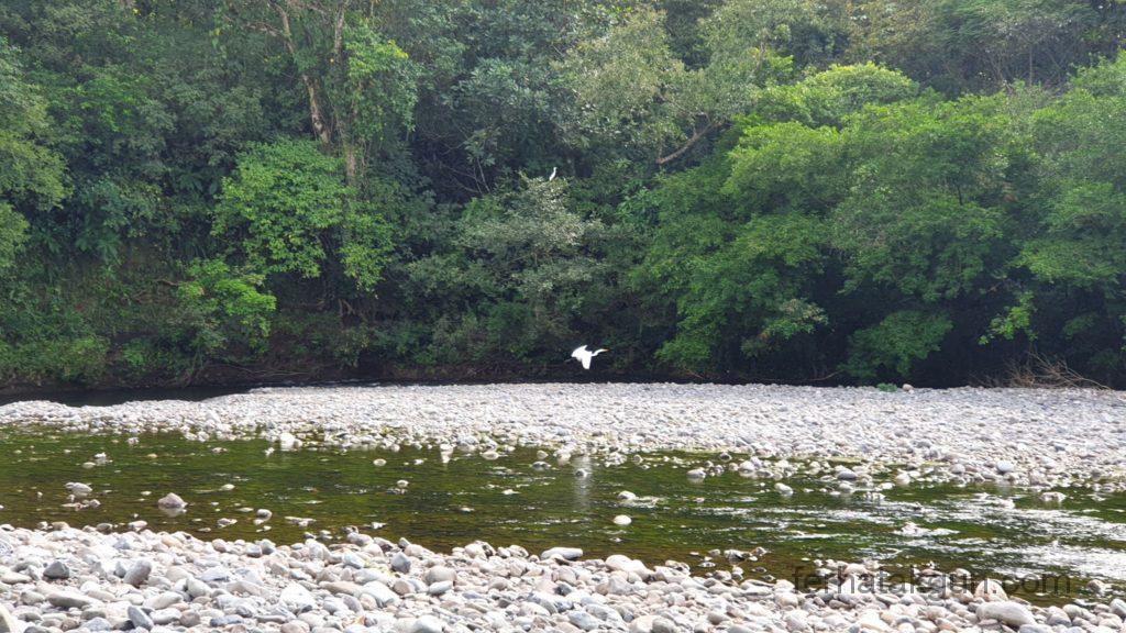 Los Cangilones De Gualaca - Vogel
