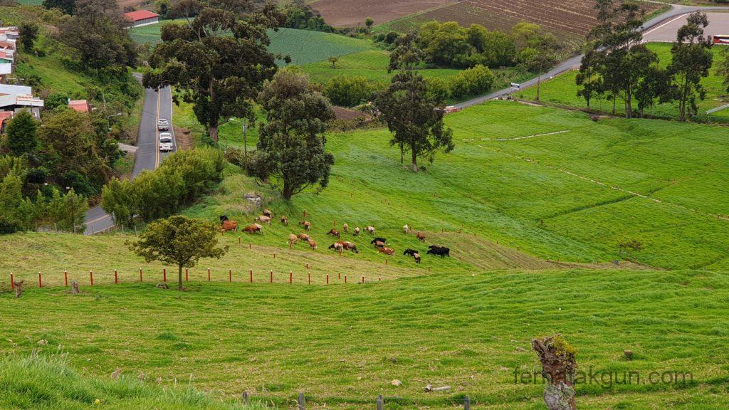 Cartago - Landschaft mit Kühen