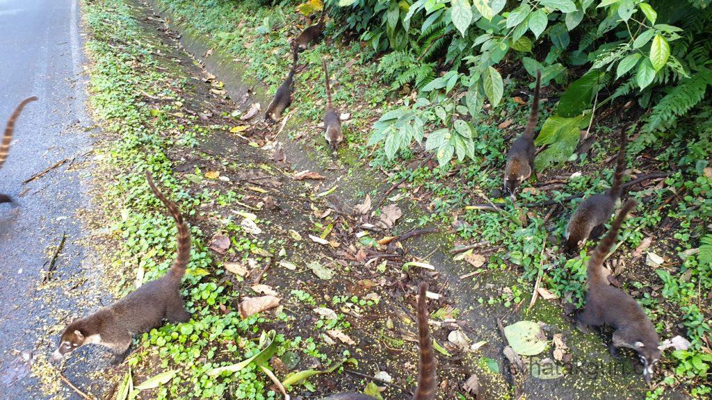 La Fortuna - Nasenbären auf der Straße