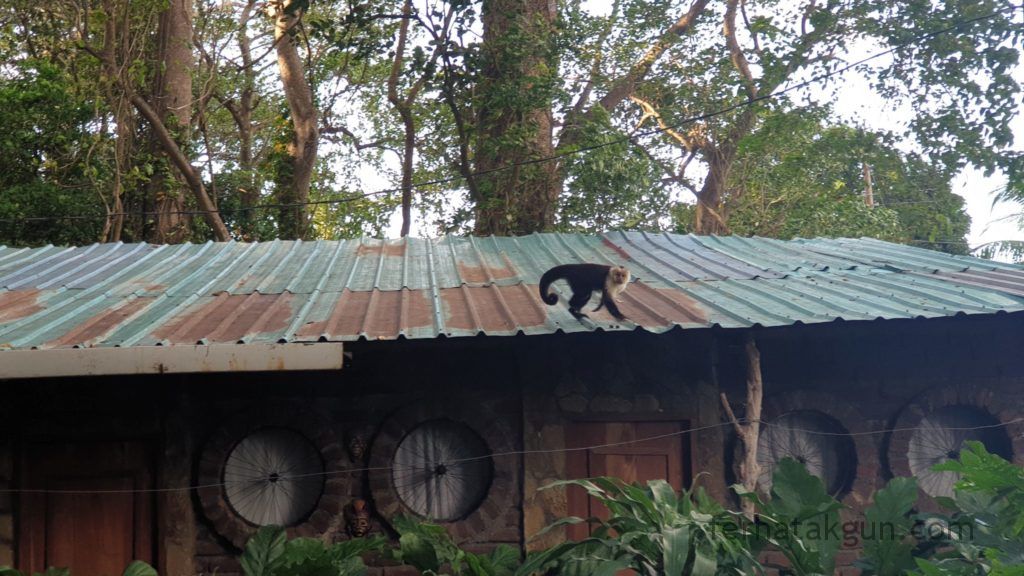 Nicaragua - Ometepe - La Chiponga - Kapuzineraffe