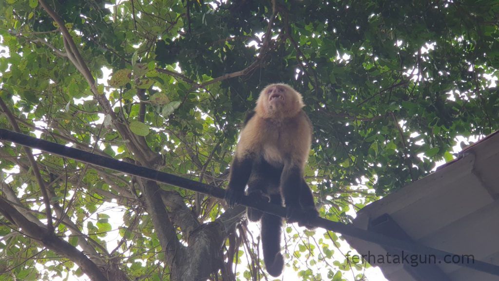 Nicaragua - Ometepe - La Chiponga - Kapuzineraffe