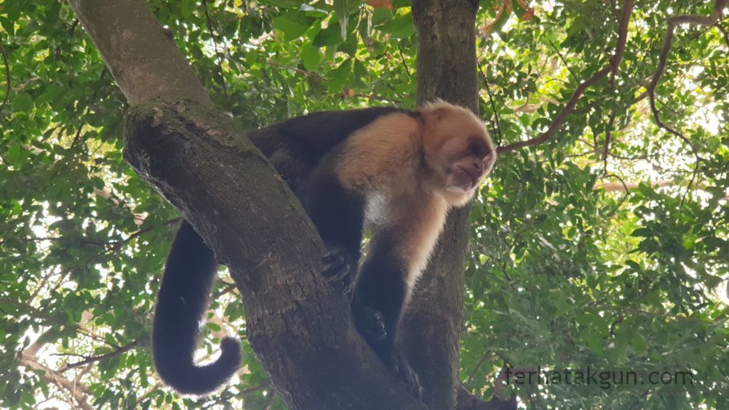 Nicaragua - Ometepe - La Chiponga - Kapuzineraffe
