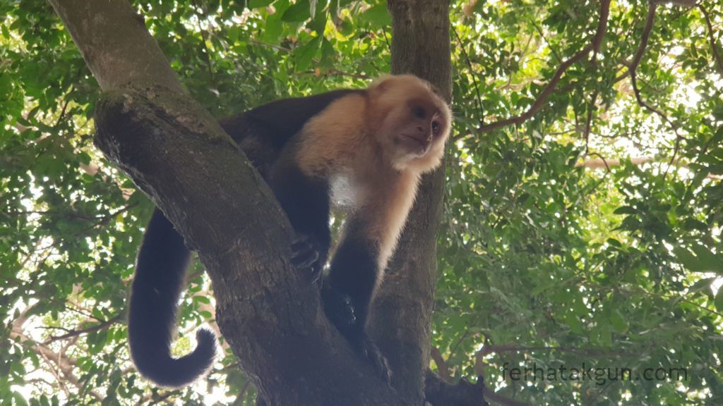 Nicaragua - Ometepe - La Chiponga - Kapuzineraffe