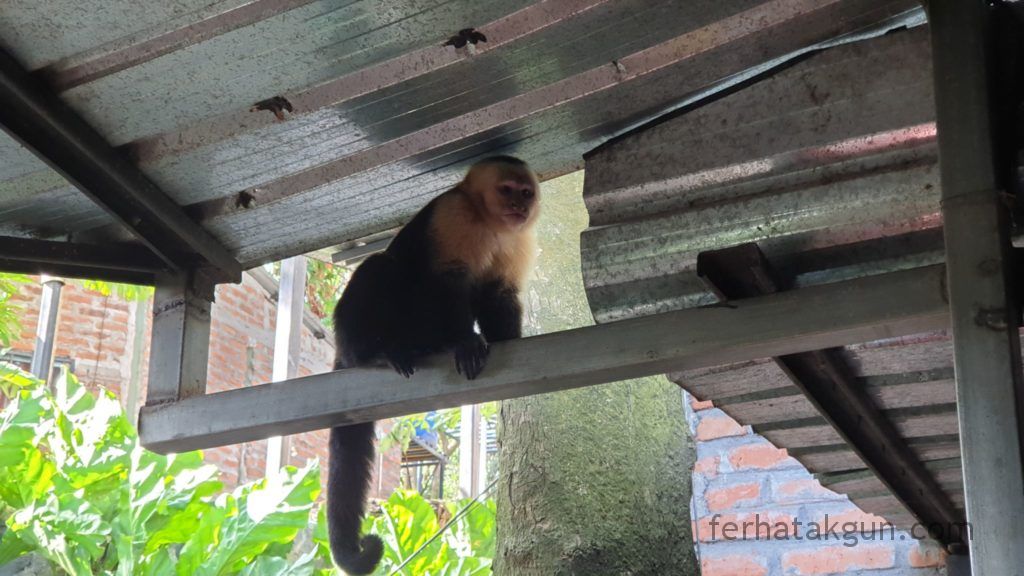 Nicaragua - Ometepe - La Chiponga - Kapuzineraffe
