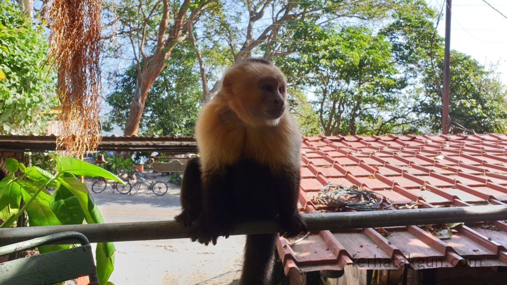 Nicaragua - Ometepe - La Chiponga - Kapuzineraffe