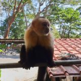 Nicaragua - Ometepe - La Chiponga - Kapuzineraffe