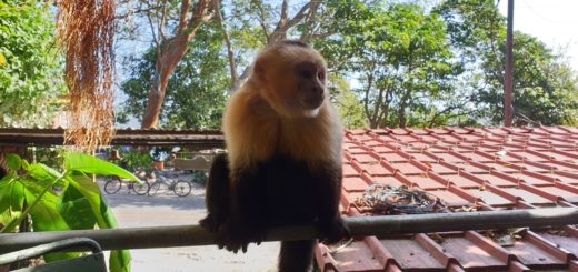 Nicaragua - Ometepe - La Chiponga - Kapuzineraffe
