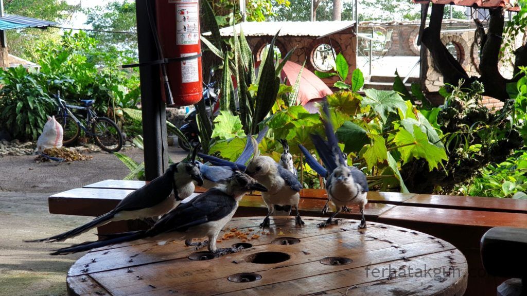 Nicaragua - Ometepe - La Chiponga Urraca