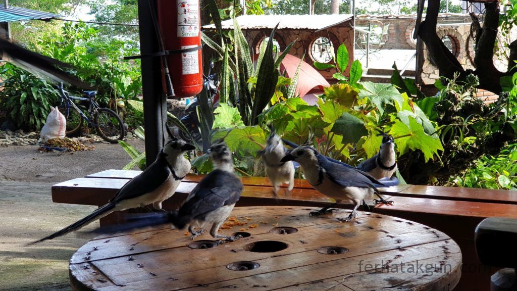 Nicaragua - Ometepe - La Chiponga Urraca