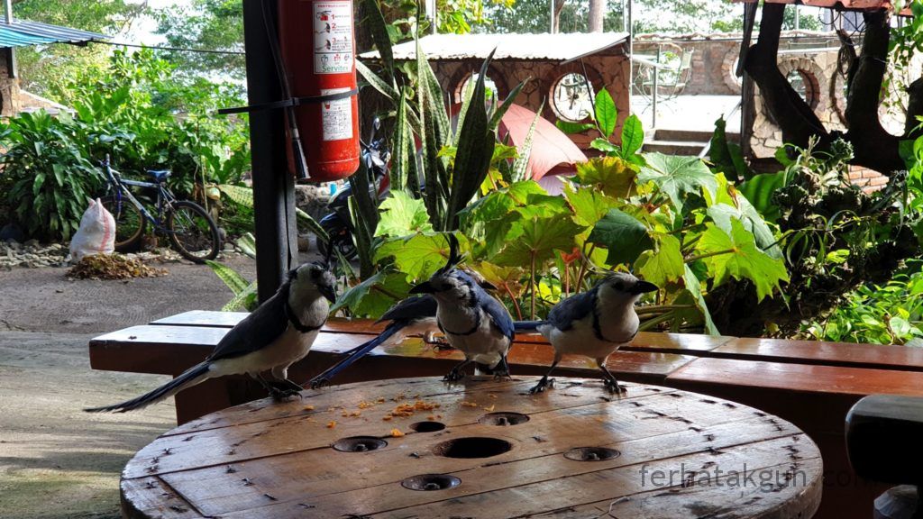 Nicaragua - Ometepe - La Chiponga Urraca