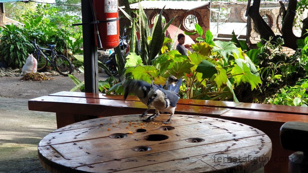 Nicaragua - Ometepe - La Chiponga Urraca