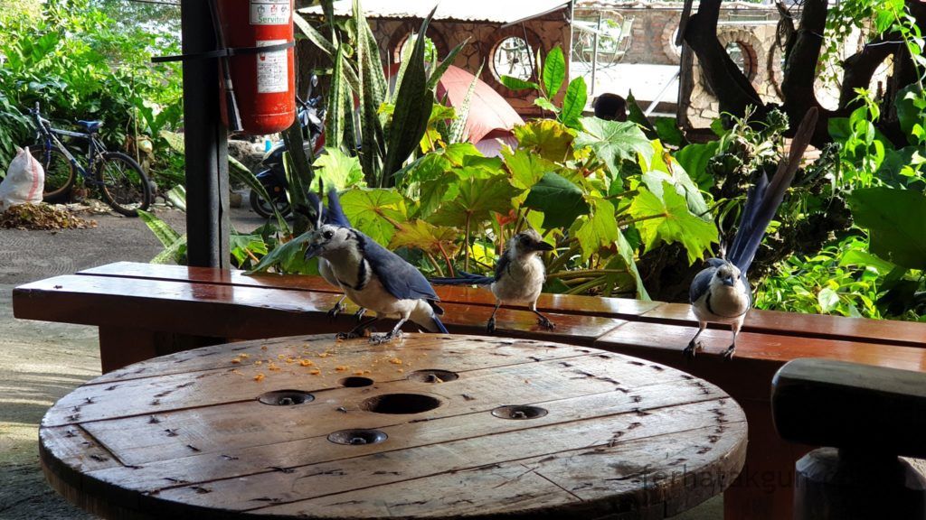 Nicaragua - Ometepe - La Chiponga Urraca