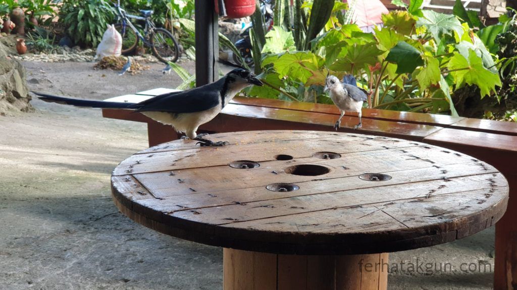 Nicaragua - Ometepe - La Chiponga Urraca