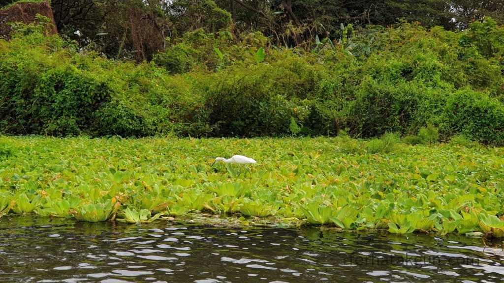 Nicaragua - Ometepe - Kayak Tour Río Istián