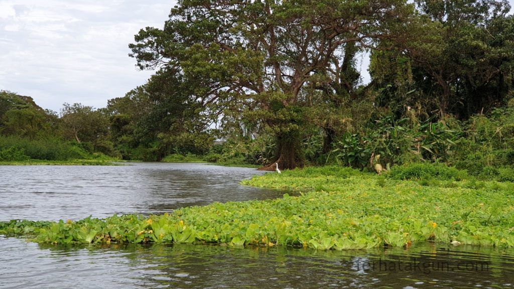 Nicaragua - Ometepe - Kayak Tour Río Istián