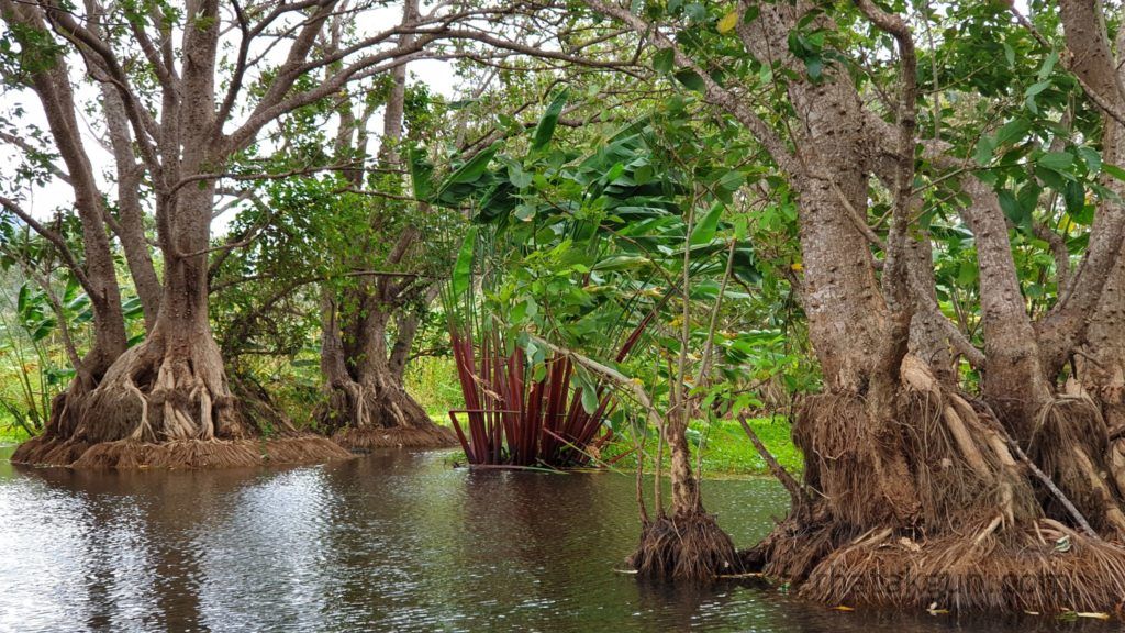 Nicaragua - Ometepe - Kayak Tour Río Istián