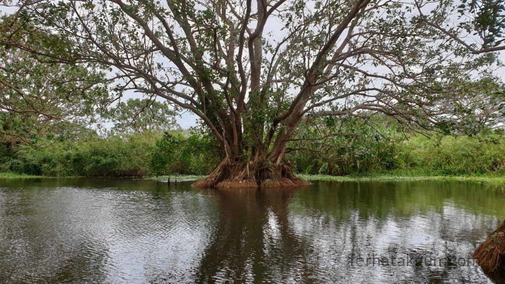 Nicaragua - Ometepe - Kayak Tour Río Istián