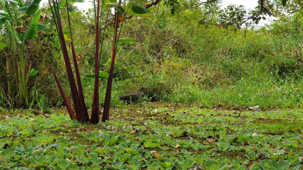 Nicaragua - Ometepe - Kayak Tour Río Istián
