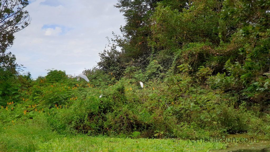 Nicaragua - Ometepe - Kayak Tour Río Istián