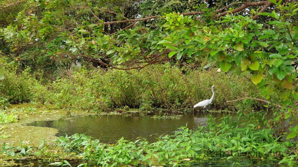 Nicaragua - Ometepe - Kayak Tour Río Istián