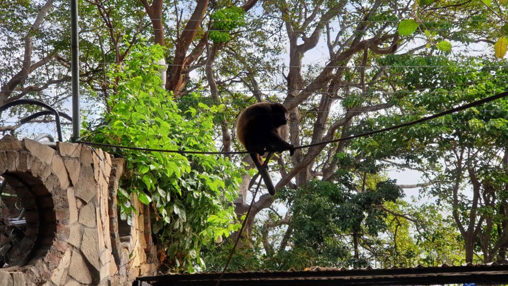 Nicaragua - Ometepe - La Chiponga Brüllaffe