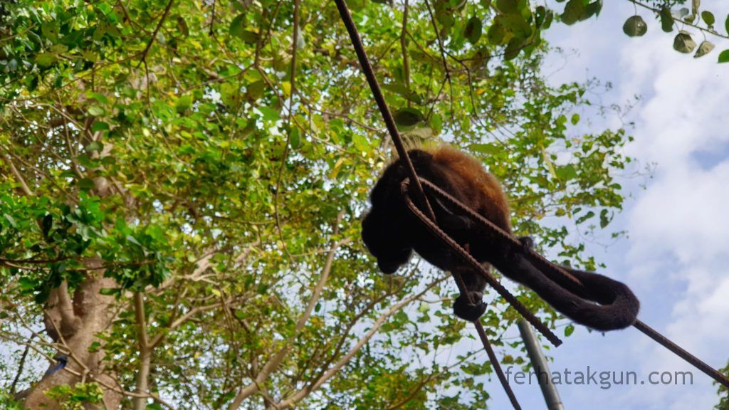 Nicaragua - Ometepe - La Chiponga Brüllaffe