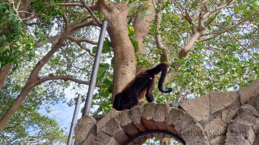 Nicaragua - Ometepe - La Chiponga Brüllaffe