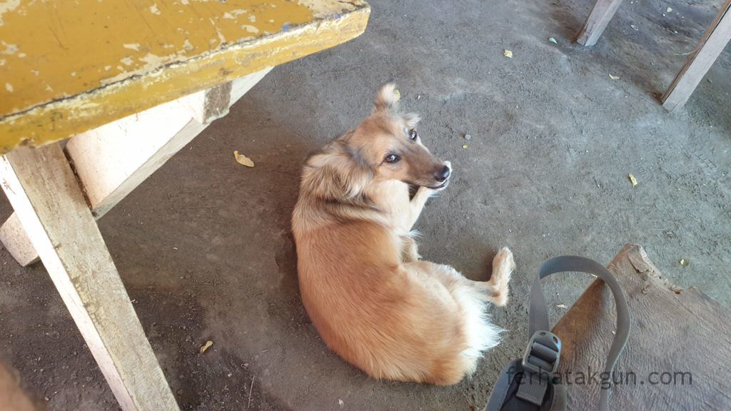 Nicaragua - Laguna de Apoyo - Warte auf mein Essen im Soda